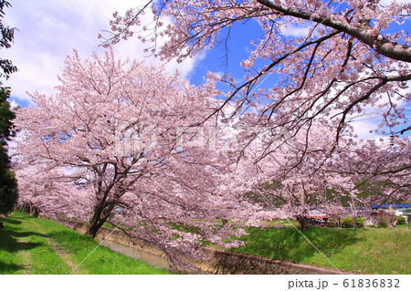 黒井川（丹波市　春日町）に咲く満開の桜 61836832