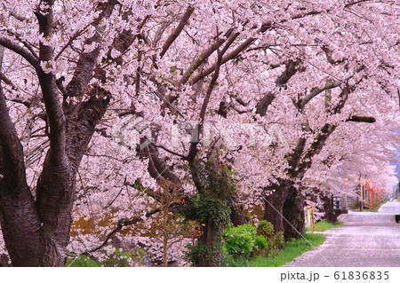 黒井川（丹波市　春日町）に咲く満開の桜 61836835