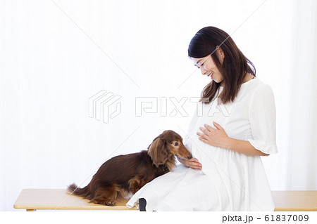 妊婦さんとミニチュアダックスフンド 61837009