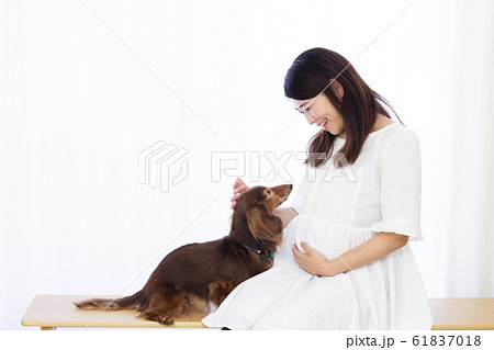 妊婦さんとミニチュアダックスフンド 61837018