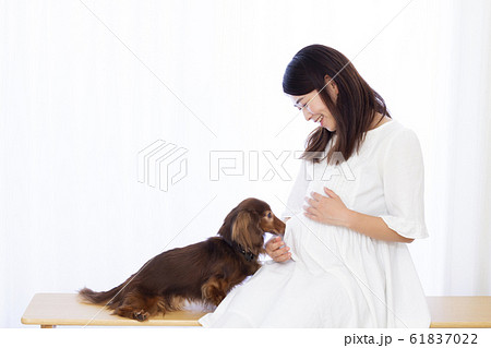 妊婦さんとミニチュアダックスフンド 61837022
