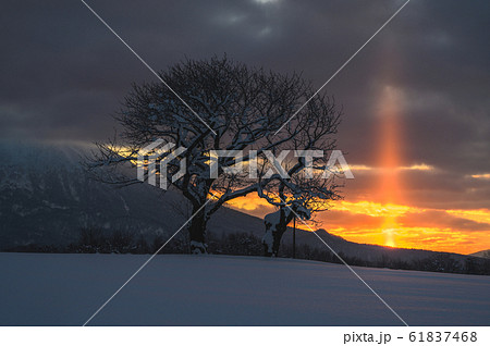 サンピラー サンピラー 61837468