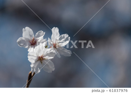 桜の花のアップ 61837976