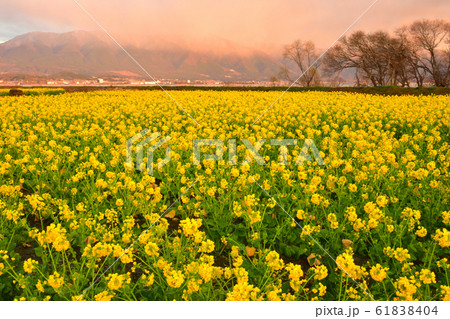 菜の花畑 菜の花畑 61838404
