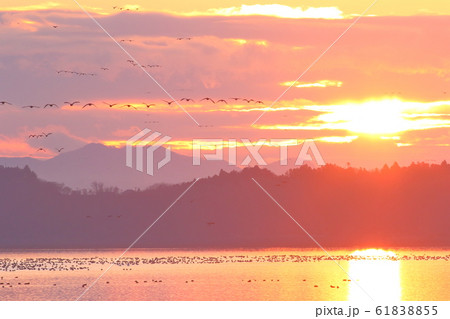 伊豆沼の朝 61838855