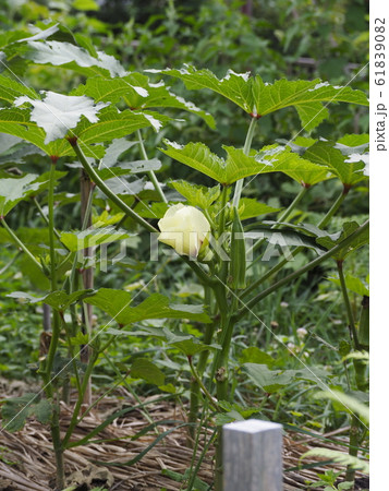 おくら　花 61839082