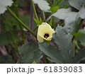 おくら 花 61839083