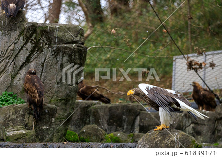 多摩動物公園 オオワシ 多摩動物公園 オオワシ 61839171