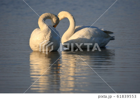 寄り添う白鳥 寄り添う白鳥 61839553