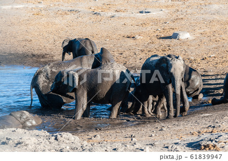 Close up of a Herd of African Elephants Bathing and Drinking in a Waterhole 61839947