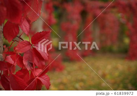 Closeup of red leaves on background of colorful autumn park and fallen leaves, red virginia creeper 61839972