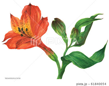 Red Alstroemeria Branch With Blossom Flower Andのイラスト素材