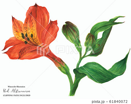 Red Alstroemeria Branch With Blossom Flower Andのイラスト素材