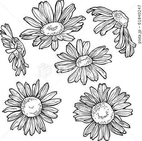 set hand drawn flowers, chamomile vector illustration 61840247