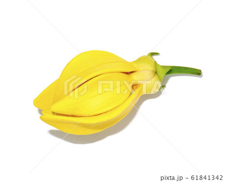 fragrant flowers of climbing  on white background. 61841342