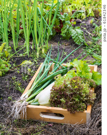 Zucchini, Lollo rosso lettuce salad and green 61842346