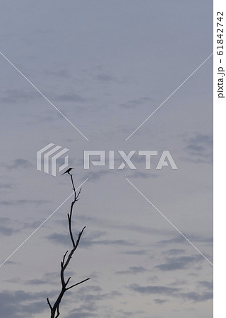 Lonely bird hang on the lonely dried branch tree 61842742