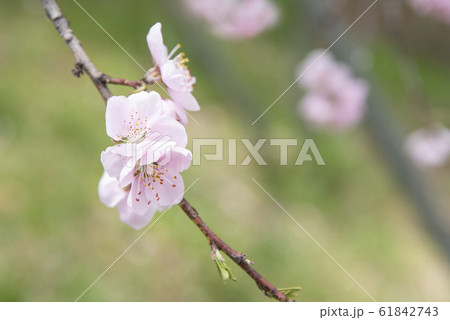 Japanese pink and white cherry sakura blossom 61842743