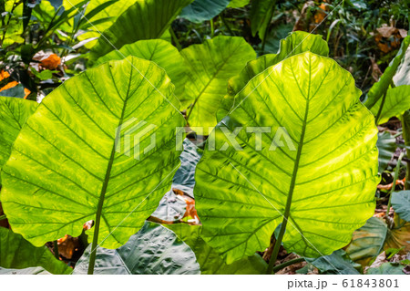 green alocasia odora leaf 61843801