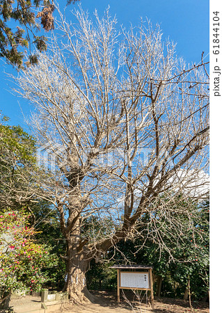 鎌数伊勢大神宮 鎌数伊勢大神宮 61844104