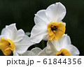 すいせん すいせん 61844356