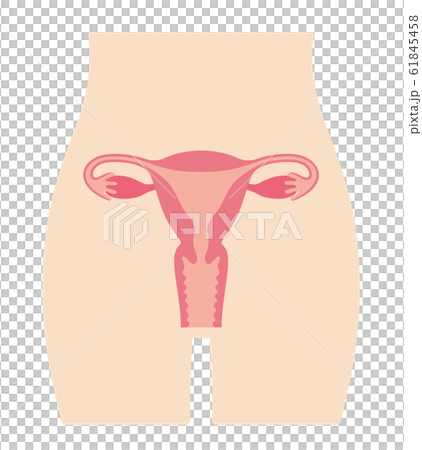 子宮插圖女性 61845458