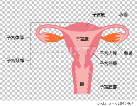 子宮 イラストと名称 子宮 イラストと名称 61845464