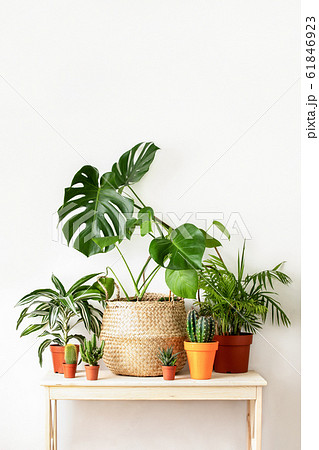 Potted home plants front view, home gardening Potted home plants front view, home gardening 61846923