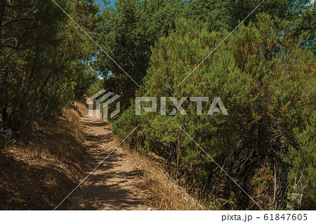 Dirt path in the forest amid bushes and trees at the Monfrague National Park Dirt path in the forest amid bushes and trees at the Monfrague National Park 61847605
