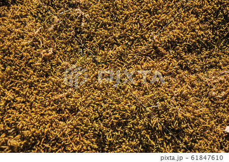 Rock covered by dry moss and lichens 61847610