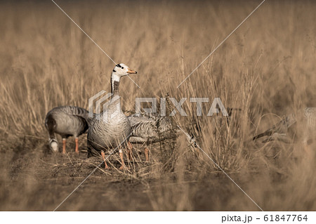 bar headed goose fine art image at keoladeo national park or bird sanctuary, bharatpur, rajasthan, india - anser indicus bar headed goose fine art image at keoladeo national park or bird sanctuary, bharatpur, rajasthan, india - anser indicus 61847764