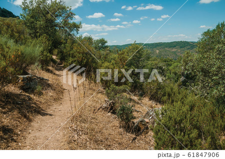 Dirt path through forest glade near the Tagus at the Monfrague National Park Dirt path through forest glade near the Tagus at the Monfrague National Park 61847906