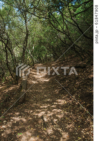 Dirt path in the forest amid bushes and trees at the Monfrague National Park 61847908