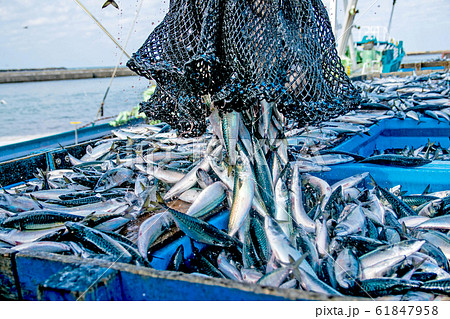 サバ水揚げ１ 61847958