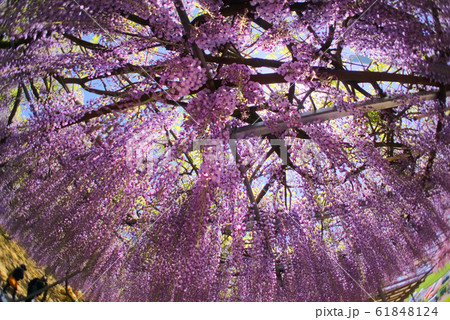 宇佐市　千財農園 61848124