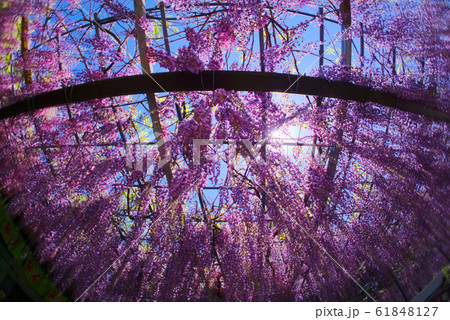 宇佐市　千財農園 61848127