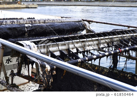 明石海苔 明石海苔 61850464