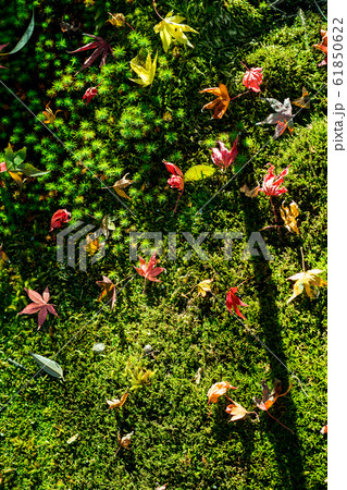 南禅寺塔頭・天授庵の東庭、苔床に散る紅葉 南禅寺塔頭・天授庵の東庭、苔床に散る紅葉 61850622