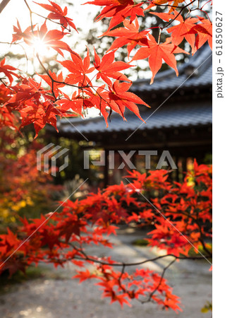 南禅寺塔頭・天授庵の書院南庭、紅葉に陽射し 61850627