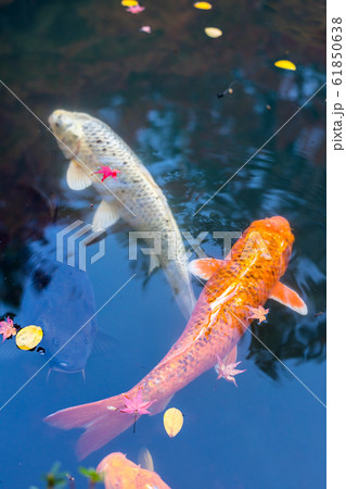 南禅寺塔頭・天授庵の書院南庭、池に錦鯉 61850638