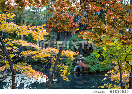 南禅寺塔頭・天授庵の書院南庭、池と紅葉 61850639