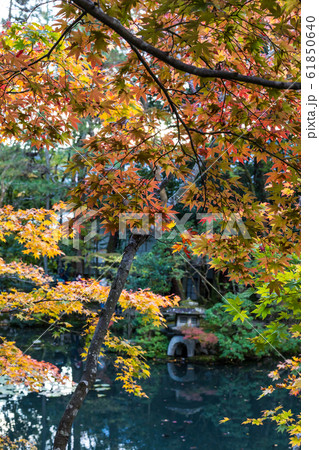 南禅寺塔頭・天授庵の書院南庭、池と紅葉 61850640