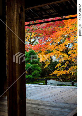 南禅寺塔頭・天授庵の紅葉、方丈と前庭 61850642