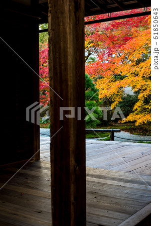 南禅寺塔頭・天授庵の紅葉、方丈と前庭 61850643