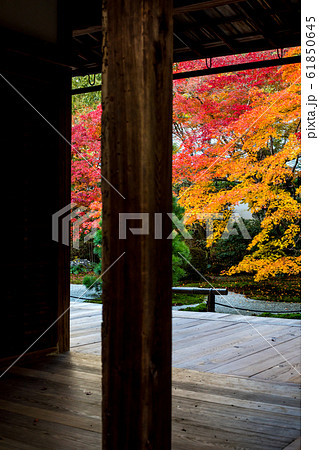 南禅寺塔頭・天授庵の紅葉、方丈と前庭 61850645