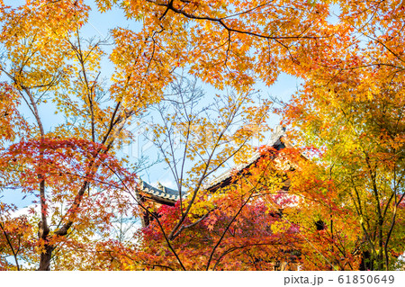南禅寺塔頭・天授庵の紅葉、方丈前庭 61850649