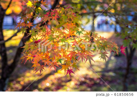 南禅寺、境内の紅葉、秋の日差し 南禅寺、境内の紅葉、秋の日差し 61850656