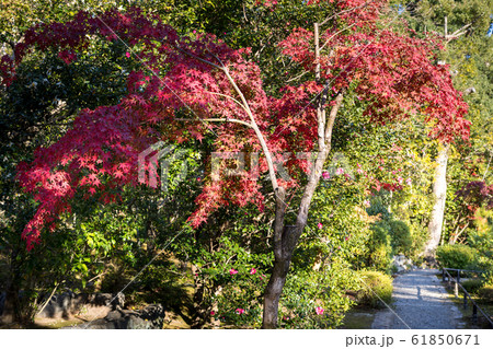 紅葉の等持院、心字池のほとりに紅葉 61850671