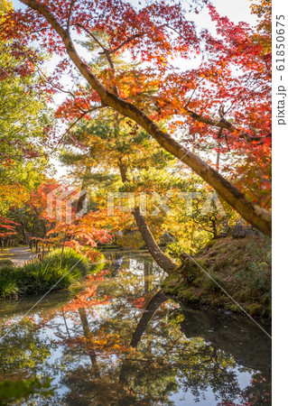 紅葉の等持院、心字池に映る紅葉 61850675