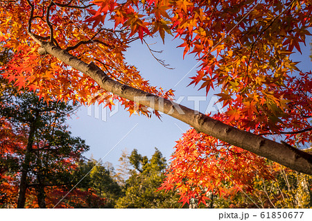 紅葉の等持院、心字池の紅葉 61850677